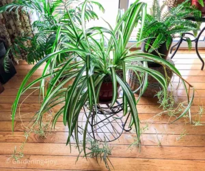 indoor plant, indoor plant low light, indoor plant grow light, indoor plant stand, indoor plant cat safe, indoor plant big, indoor plant house, indoor plant name, indoor plant easy, indoor plant hanging basket, indoor plant low maintenance, indoor plant types, indoor plant vine, indoor planters, indoor plant wall, indoor plant big leaves, indoor plant home depot, indoor plant identification, indoor plant lowes, indoor plant shelf, indoor plant tree, indoor plant that cleans air, indoor plant gnats, indoor plant store, indoor plant elephant ear, indoor plant hooks, indoor plant sale, large indoor plant pots, indoor plants that don't need sun, indoor plant monstera, Garden Serenity, https://gardenserenity.blog/