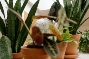 indoor plants, best indoor plants, plants, indoor plant, indoor house plants, must have indoor plants, best indoor plants for beginners, low light indoor plants, indoor plants, indoor plants for beginners, top fast growing indoor plants,10 fast growing easy indoor plants, Garden Serenity, https://gardenserenity.blog/