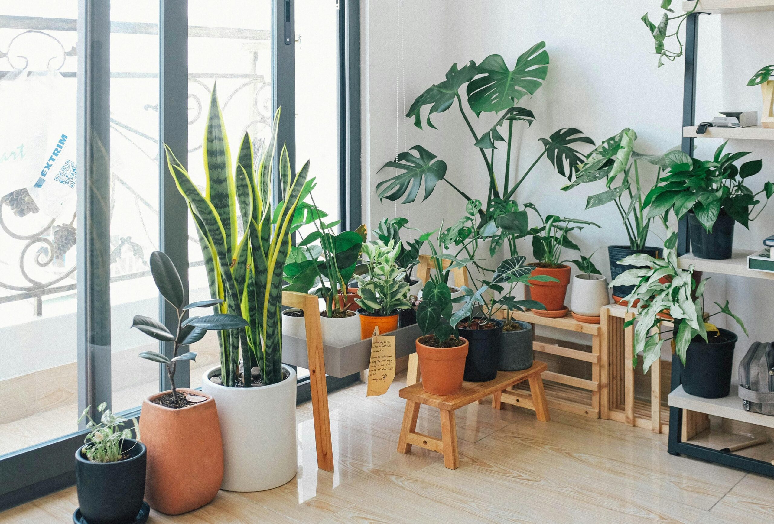 indoor plants, best indoor plants, plants, indoor plant, indoor house plants, must have indoor plants, best indoor plants for beginners, low light indoor plants, indoor plants, indoor plants for beginners, top fast growing indoor plants,10 fast growing easy indoor plants, Garden Serenity, https://gardenserenity.blog/