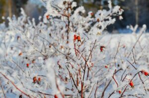 winter gardening, gardening, gardening tips, winter garden, winter gardening tips, winter gardening ideas, winter gardening hacks, gardening in the winter, winter garden prep, Garden Serenity, https://gardenserenity.blog/