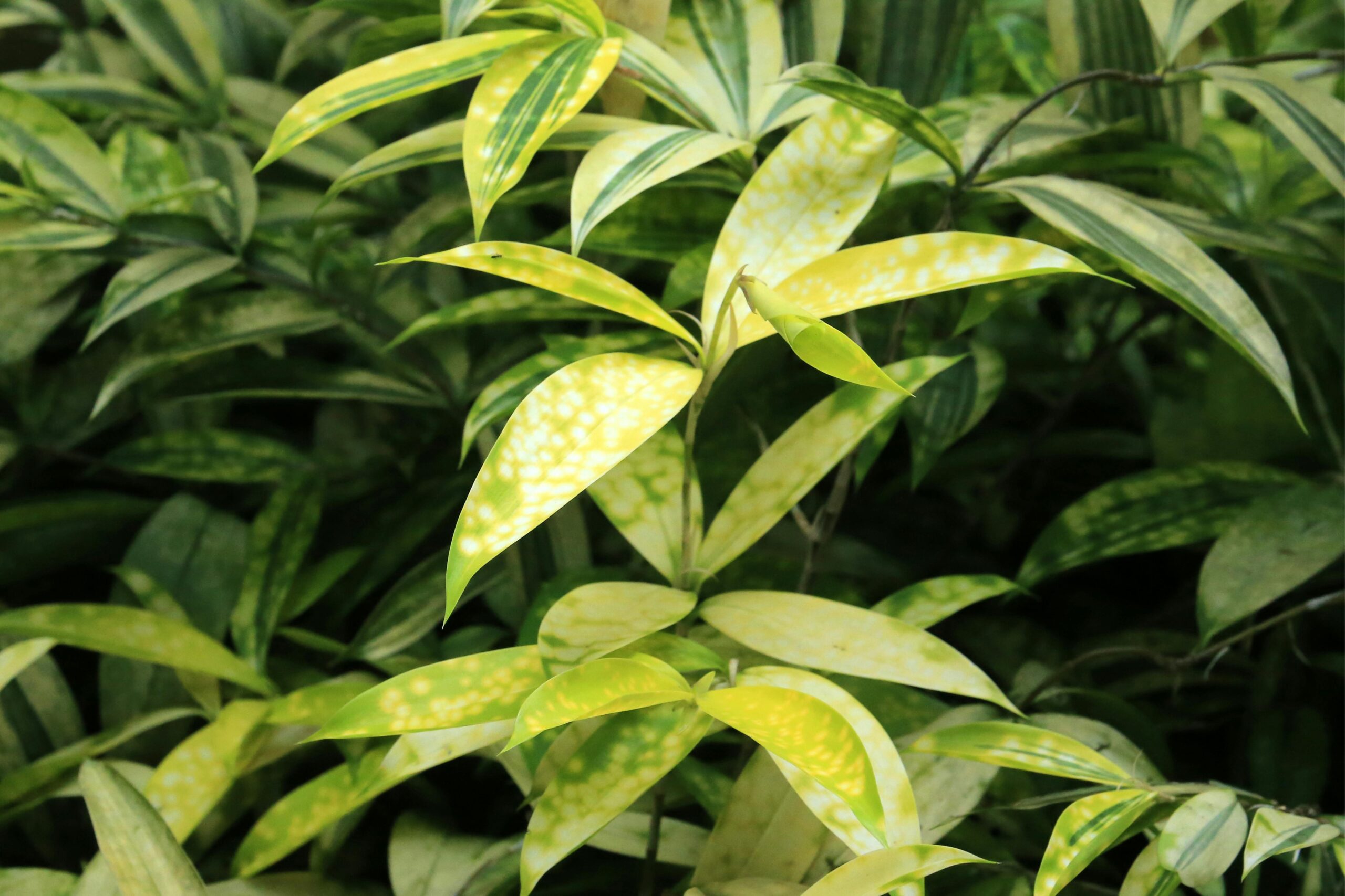 Nearly Natural Dracaena Plant, Artificial Plants, Home Decor, Indoor Plants, Office Decor, Faux Plants, Plant Care, Greenery, Interior Design, Low Maintenance Plants, Silk Plants, Decor Tips, Houseplants, Plant Styling, Lifelike Plants, Garden Serenity, https://gardenserenity.blog/